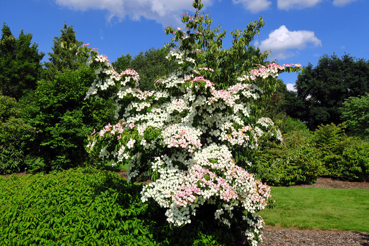 Der Blumen-Hartriegel