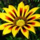Der richtige Gazania Standort