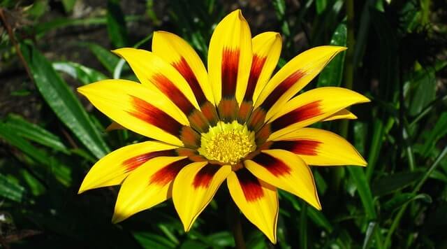 Der richtige Gazania Standort