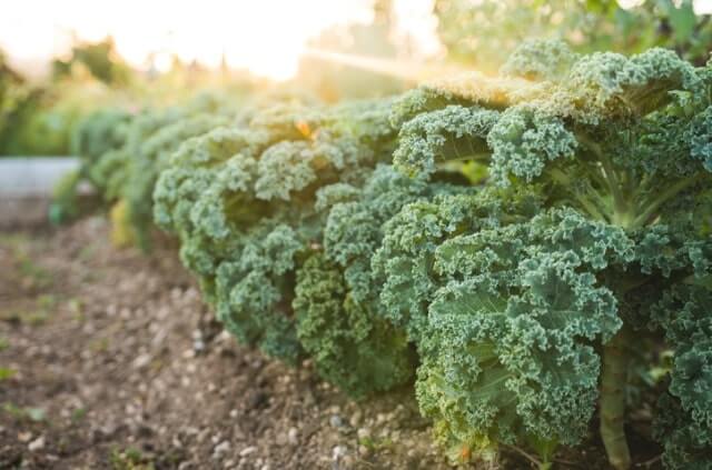Die beste Zeit um Grünkohl zu ernten