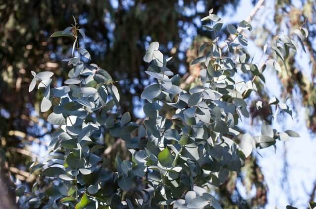 Eukalyptus im Garten halten
