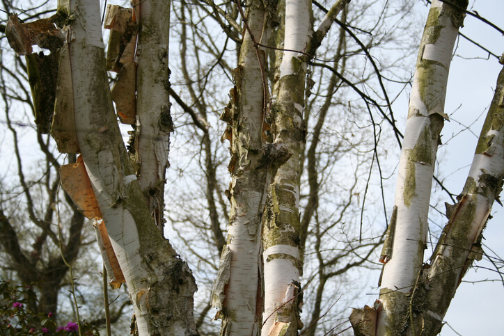 Frostschäden und Sonnenbrand