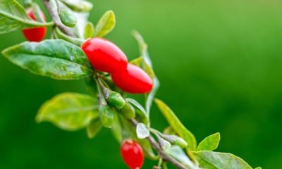Goji-Beere Pflege