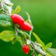 Goji-Beere Pflege
