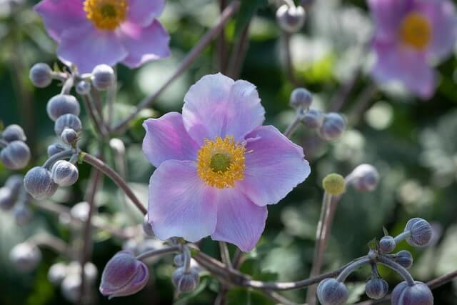 Herbstanemonen Pflege