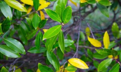 Kirschlorbeer - Gelbe und Braune Blätter bekämpfen