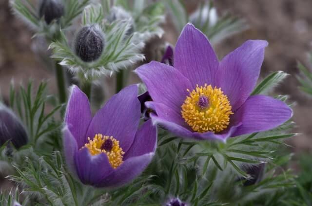 Küchenschellen Pflege