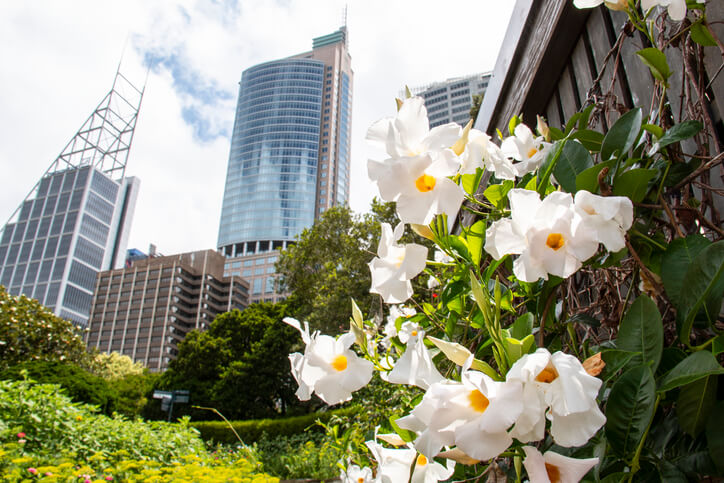 Schmuckstück für Balkon und Terrasse