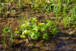 ᐅ Pflanzen, die Staunässe vertragen