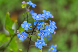 ᐅ Pflanzen, die Staunässe vertragen