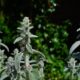 Dipladenia pflanze - Die besten Dipladenia pflanze verglichen