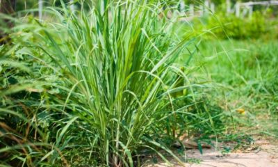 Zitronengras anbauen im Garten