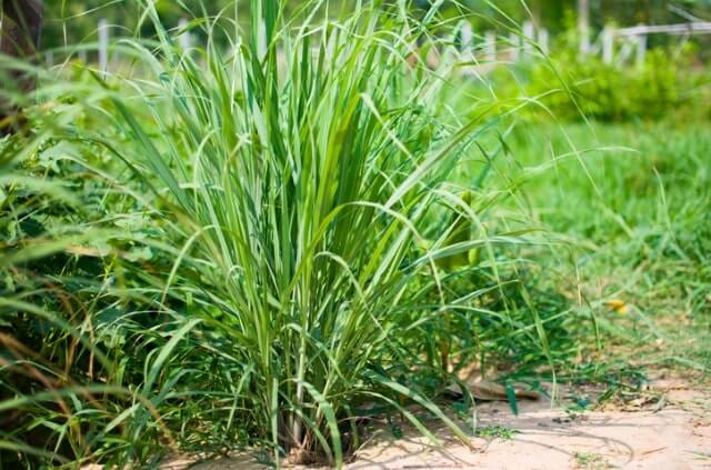 Zitronengras anbauen im Garten