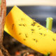 Gelbtafeln gegen Insekten einsetzen