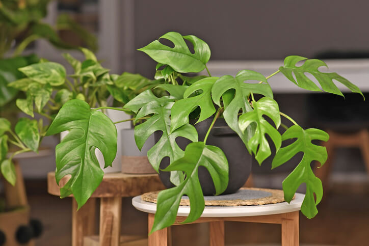 Giftige Inhaltsstoffe von Monstera deliciosa