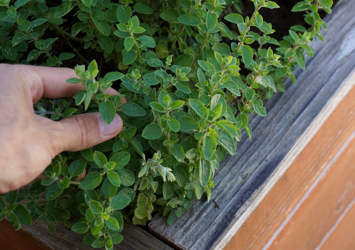 Kräuter - praktisch und gesund