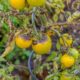 Krautfäule und Braunfäule bei Tomaten vorbeugen und bekämpfen