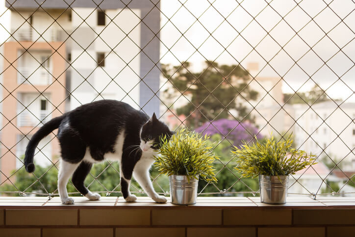 Netze spannen So werden Tauben effektiv ferngehalten
