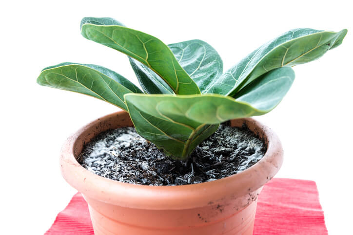 Pflanze von verschimmelter Erde befreien