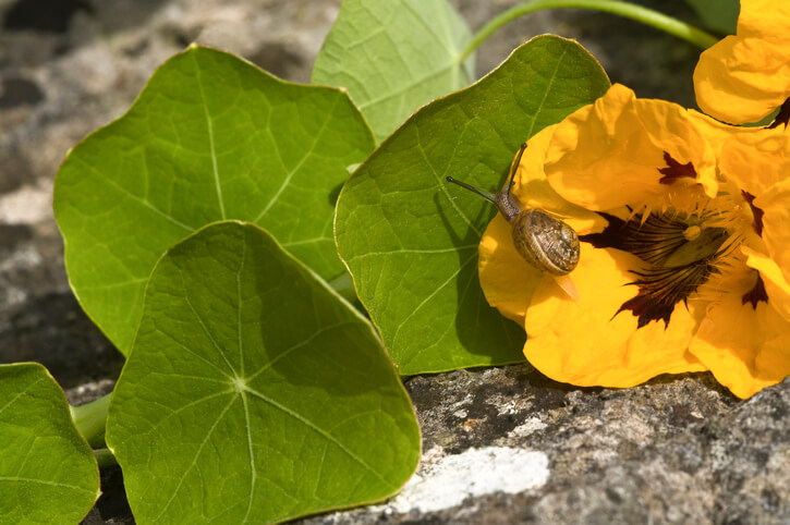 Schnecken mit Gerüchen vertreiben