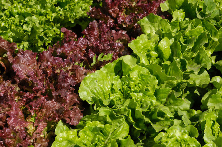 Die Auswahl der Sorte