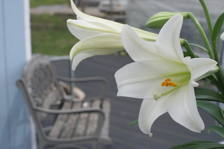 Madonnenlilie richtig pflanzen