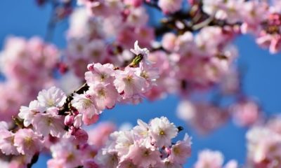 Baum mit rosa Blüten - Bäume die in rosa oder pink blühen