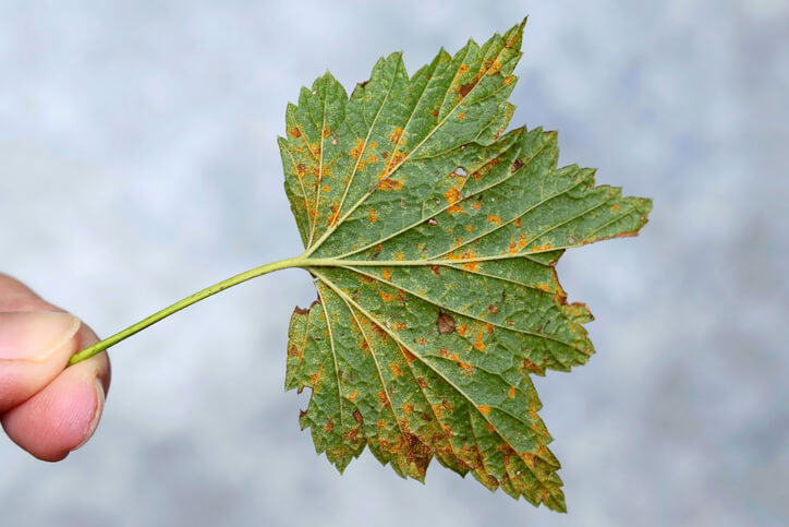 Befallene Blätter entfernen