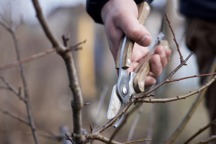 Der richtige Zeitpunkt für den Baumschnitt
