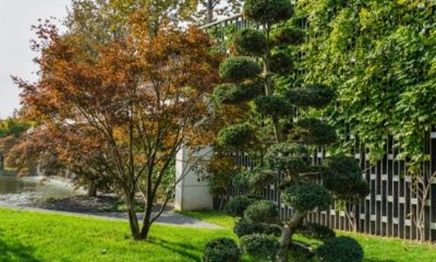 Die Stechpalme als Bonsai ziehen