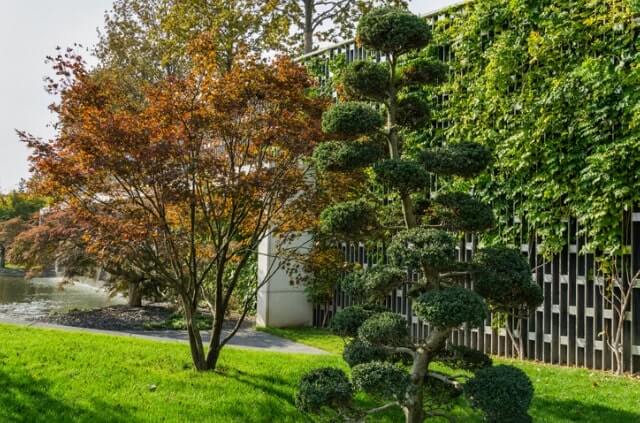 Die Stechpalme als Bonsai ziehen