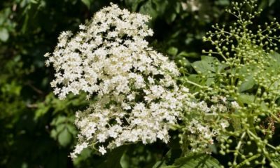 Holunderblüten trocknen