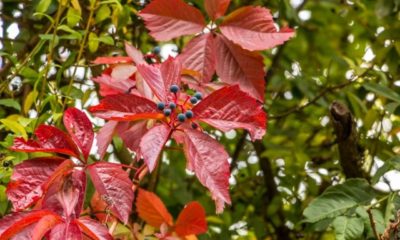 Ist Wilder Wein giftig - Ratgeber