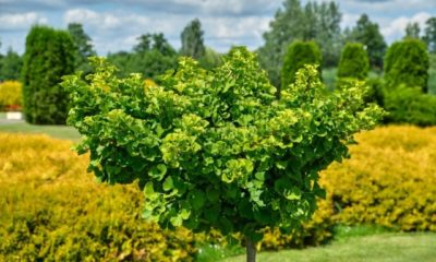 Ist der Ginkgo winterhart