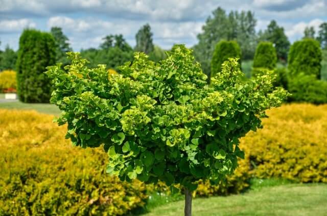 Ist der Ginkgo winterhart