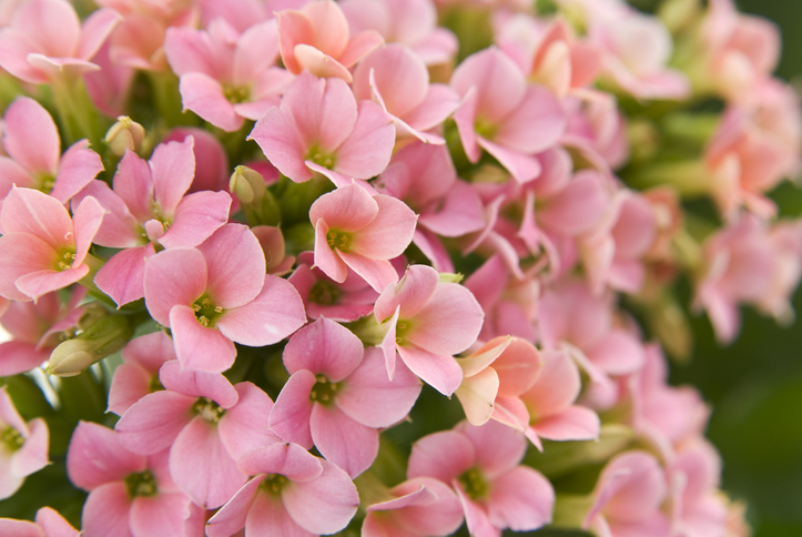 Ist die Kalanchoe für den Menschen giftig