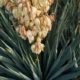 Kerzen-Palmlilie - Die richtige Pflege