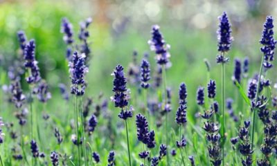 Lavendel wird gelb - was tun