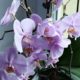 Orchidee bildet viele Luftwurzeln - sollen diese abgeschnitten werden
