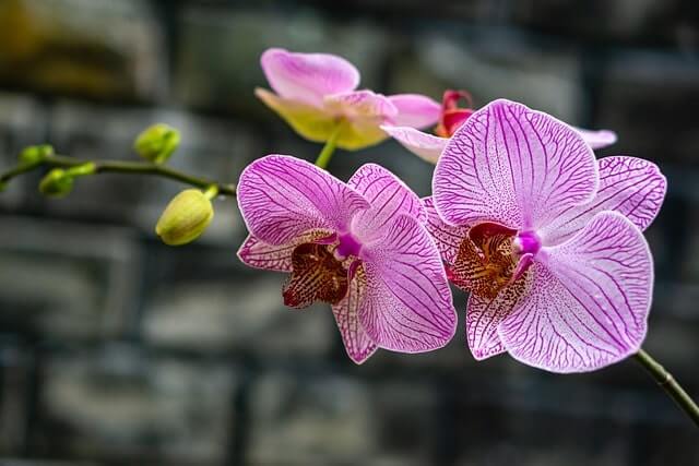 Orchideen - In die Sonne oder in den Schatten