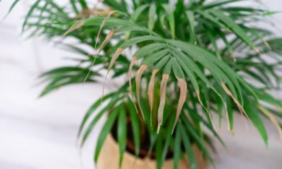 Palme bekommt gelbe Blätter - was tun