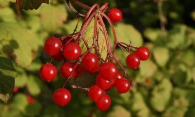 Schneeball Früchte - Giftig oder essbar