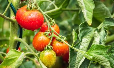 Tomaten vor Regen schützen