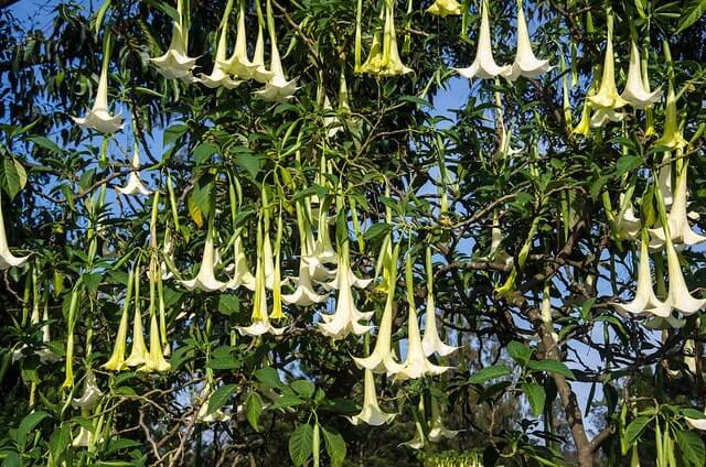 Trompetenbaum blüht nicht mehr
