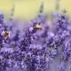 Wann Lavendel pflanzen - Der beste Zeitpunkt