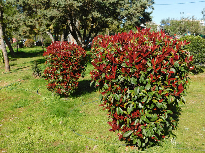 Wie wirkt das Gift der Glanzmispel