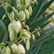 Yucca Gloriosa Blüte - Wann und wie lange blüht sie
