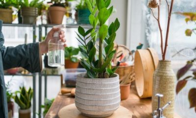 Zamioculcas Tipps zur Blüte der exotischen Pflanze