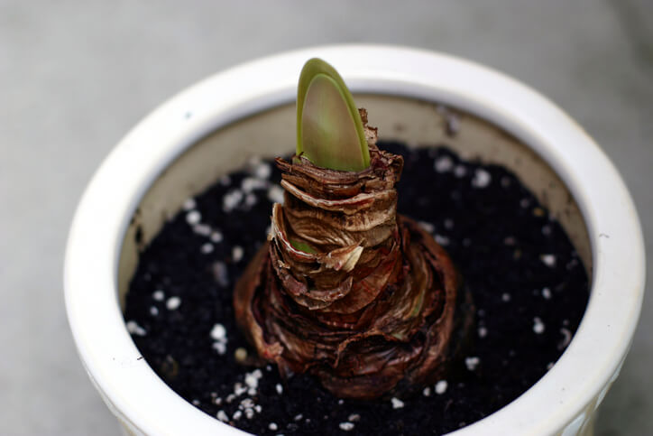 Ausreichendes Gießen in der Blühphase