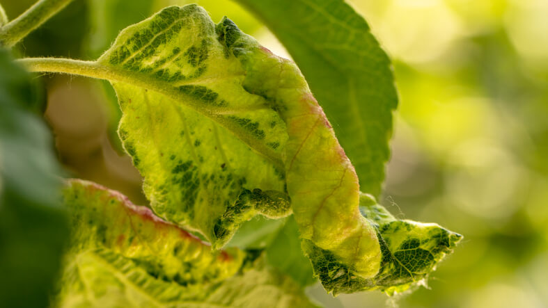 Behandlung einer Chlorose